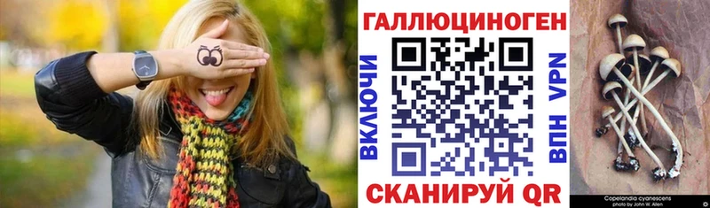 Псилоцибиновые грибы Psilocybe  Купить  Екатеринбург 